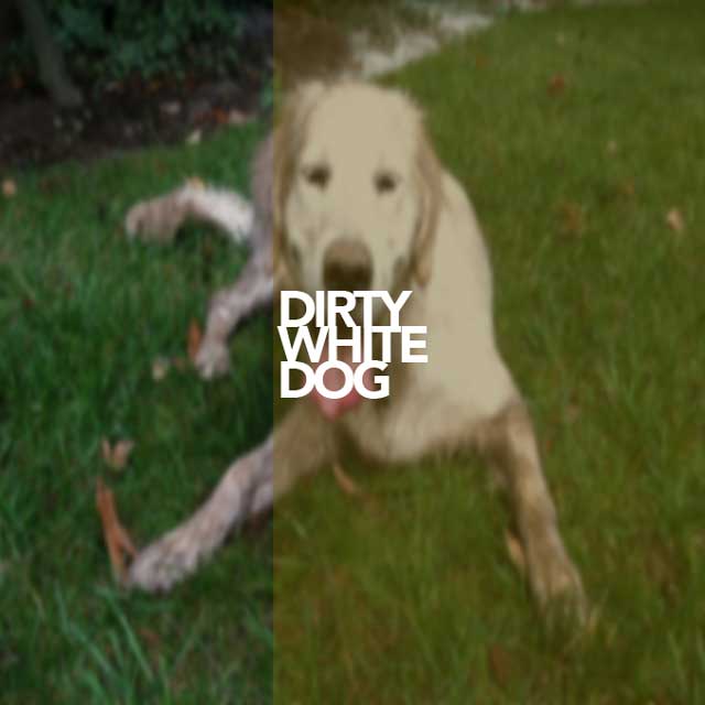 Ryan Young - Dirty White Dog